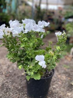 Geranium Martha Washington Blooming Plant, In 2 Gallóns Pot Pick Up Only