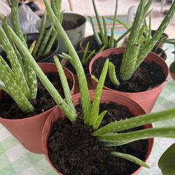 Aloe Vera Plants 