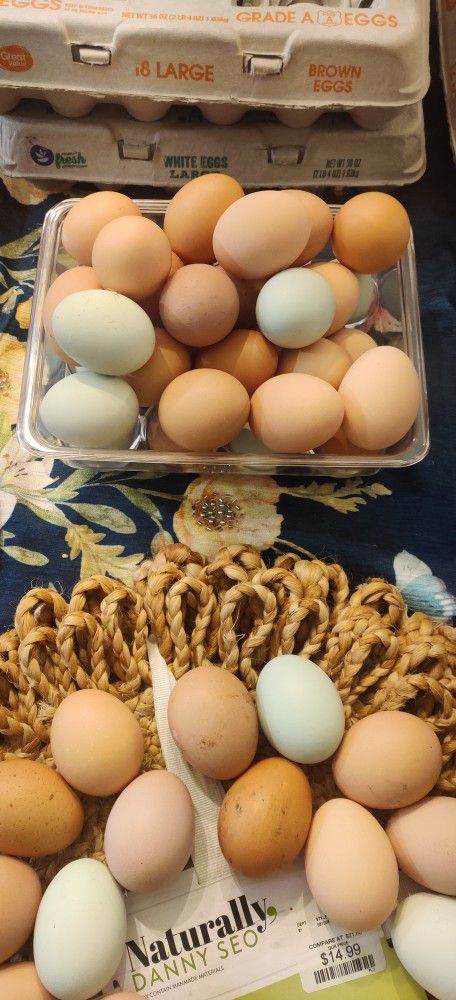 Fresh Organic Eggs For Sale 
