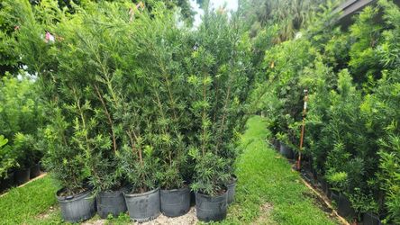 Beautiful Podocarpus About 6 Feet Tall For Just $35 Instant Privacy Plants Green Fencing Privacy Hedges 