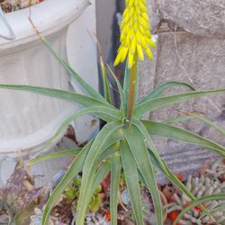 Cactus In Yellow Bloom Plant