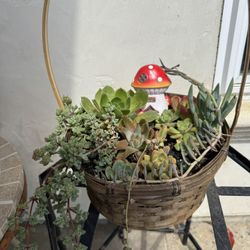 Succulent Basket 