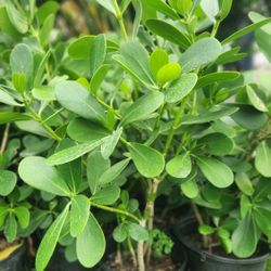 Beautiful Clusias Plants About 3 Feet Tall Measurements Over The Pot!!! Fertilized 