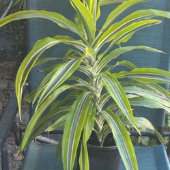 Dracaena Fragrant “Lemon Lime” Plant