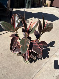 8” xl pink ruby rubber plant w/ multiple plants