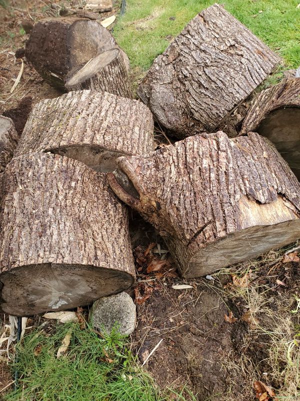 Free maple rounds firewood for Sale in Kirkland, WA - OfferUp