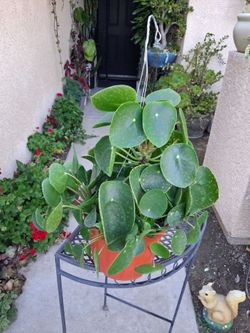 XLG Pilea Peperomiodes "Chinese Money " Plant $39