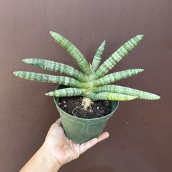 6” sansiveria cylindrica