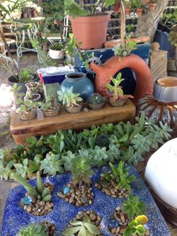 Succulents for sale, from 1 dollar to 30, depends of size and quantity