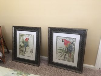 Parrot pictures