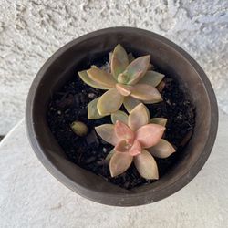 5 Inch Pot Succulent Plant - Sedum Chocolate Variegated - Rooted & Stablished - Drought Resistant 🪴