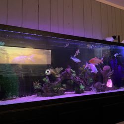 Fish Tank 150 Gallons 