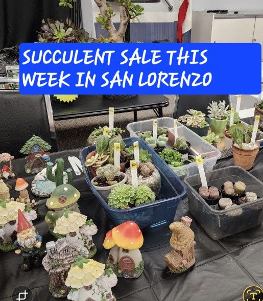 PLANT SALE THIS WEEK IN SAN LORENZO PLEASE CONTACT ME