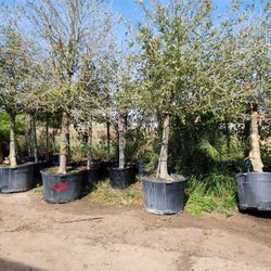 65gallon live  oak trees 17ft tall 4 to 3 inches trunk... 