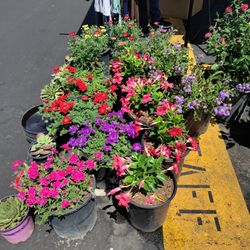 Flowers Plants