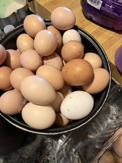 Eggs (chicks)