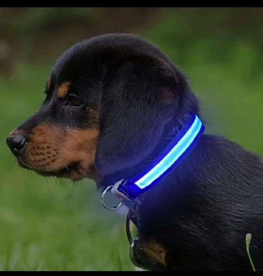 LED Pet Collar