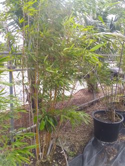 Bamboo tree estella's Priscilla's