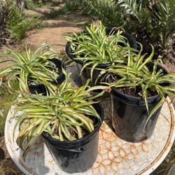 Spider Plant( Indoor/Outdoor)
