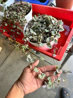 String of hearts