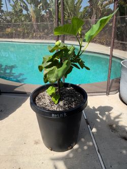 Black Madeira KK fig tree