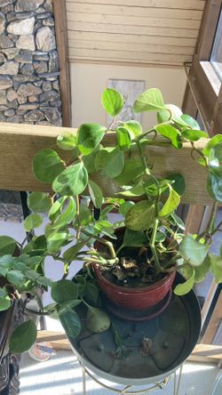 Healthy Live Plants $10 Each 