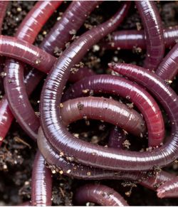 African nightcrawlers Worms /Vermicomposting /Fishing  African nightcrawlers