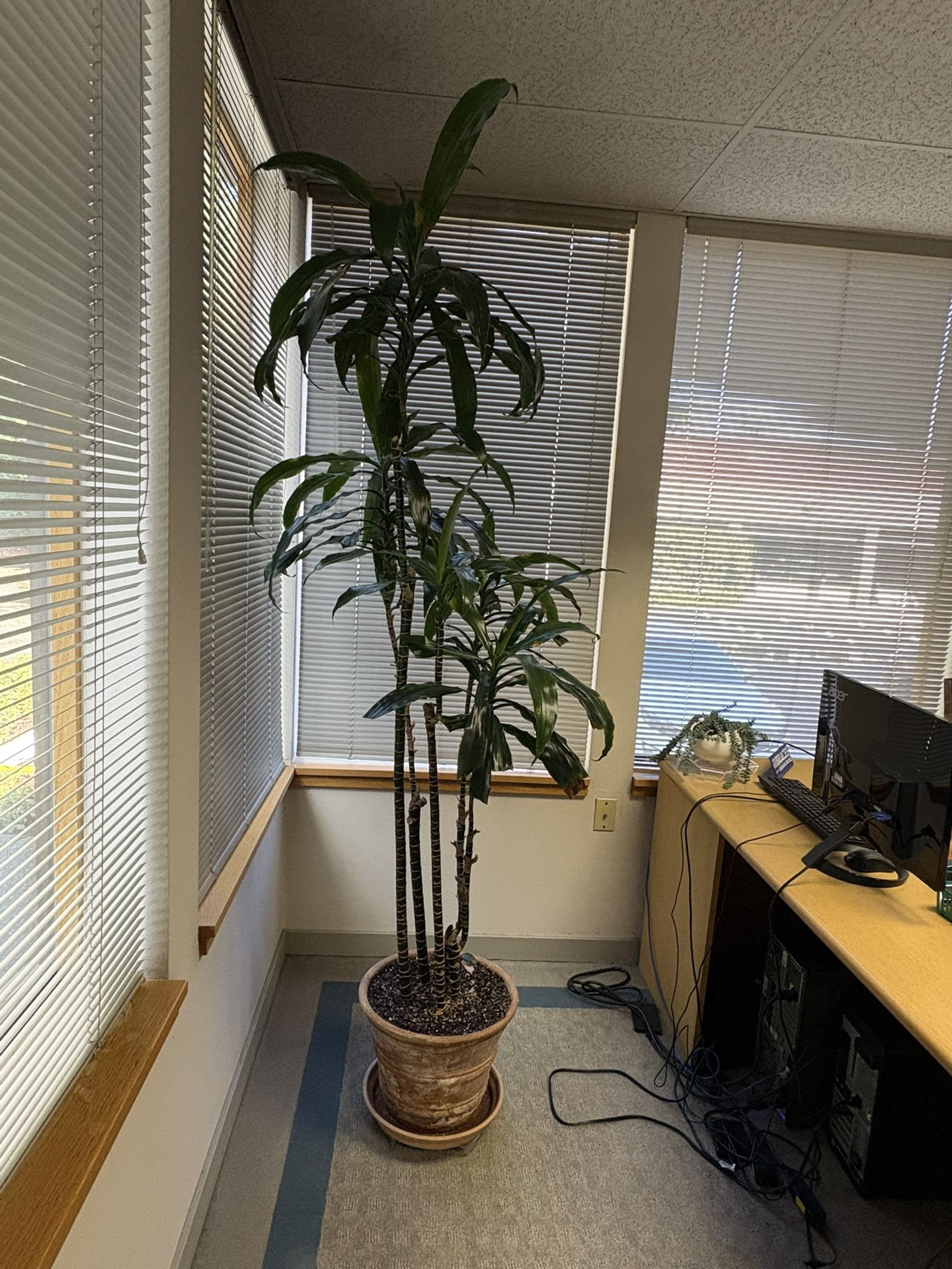 Dracaena ( Corn Plant)