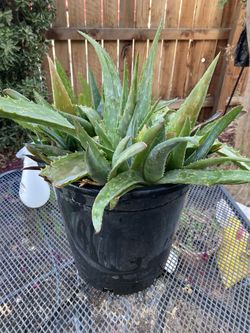 Aloe Verá Plants