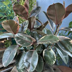 Rubber Pink Plants Indoor