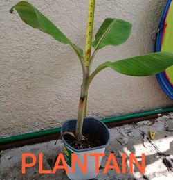 Plantain