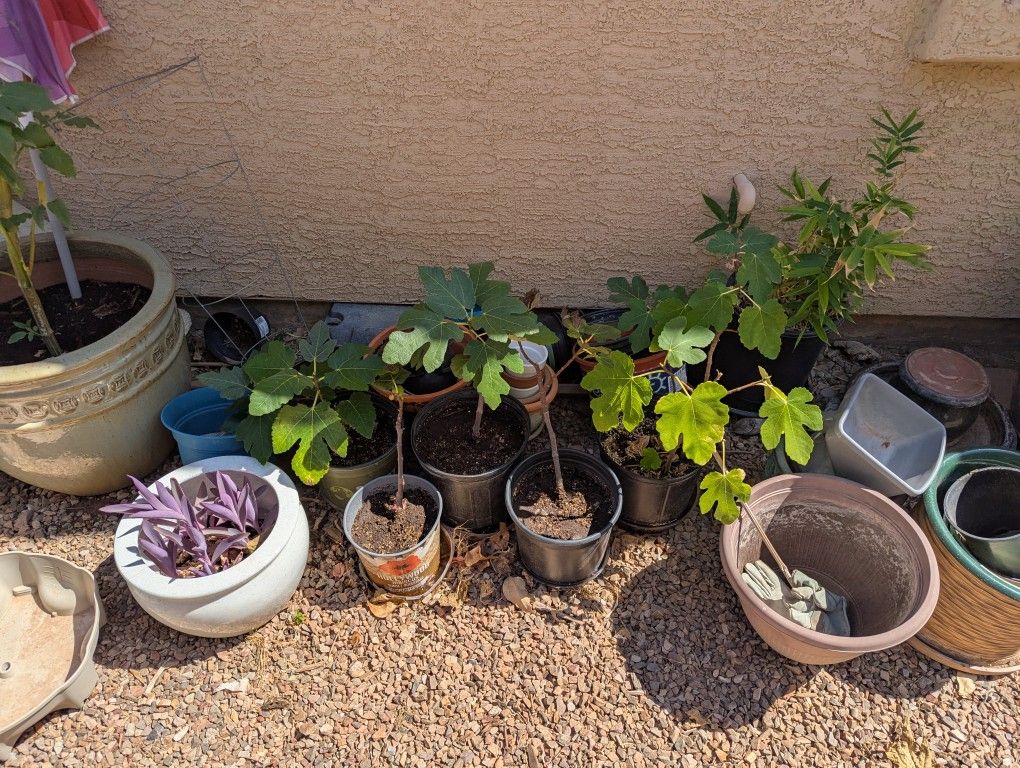 Rooted Fig Cuttings