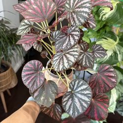 Begonia ‘Candy Stripes’