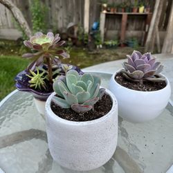 Succulents 