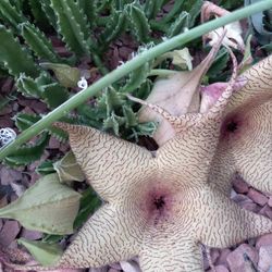 Stapelia gigantea (Carrion Flower)