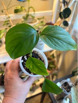 Indoor plant