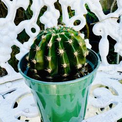CACTUS PLANT - Very Easy To Grow And Requires Minimal Water 