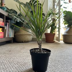 Small dracaena tree plant
