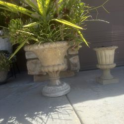 Huge Potted Succulent In Vase 🏺 