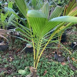 coconut palm trees