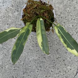 Philodendron Atabapoense Variegated Rooted 
