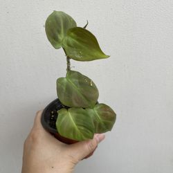 Beautiful Philodendron Camposportaonum Plant