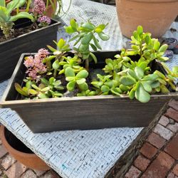 Succulents 