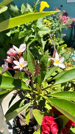 Plumeria