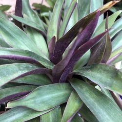 🪴🌿🍀☘️. TRADESCANTIA 🪴🌿🍀☘️