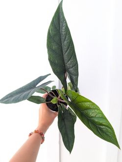 Alocasia Scalprum Plant 4" Pot - Indoor House Plants