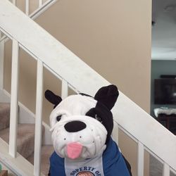 Stuffed Animal(Dave & Busters Dog)