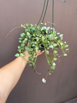 6” hoya eskimo blooming