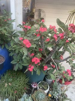 Red colorful plants in big vase for the low