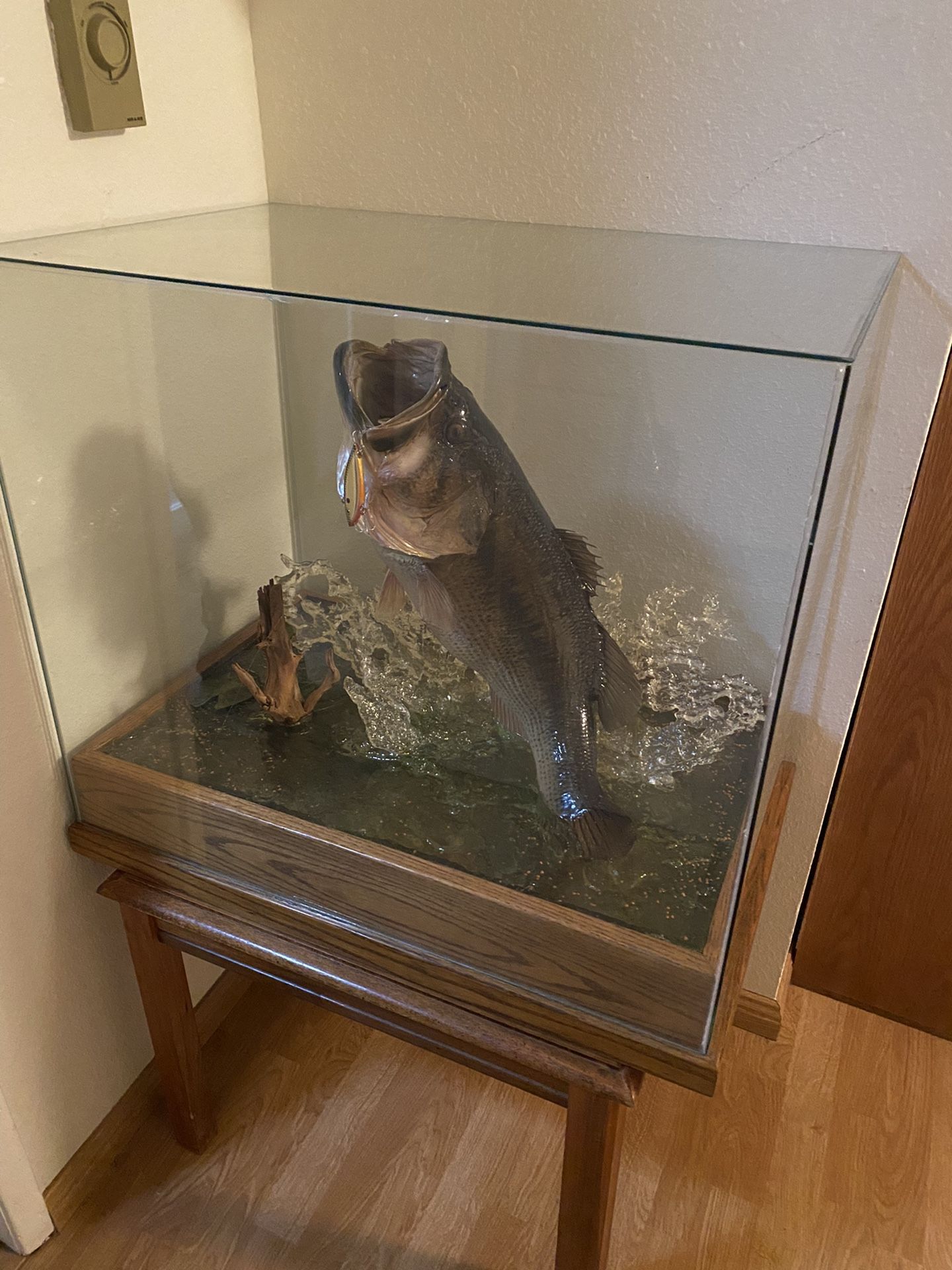 Mounted Bass